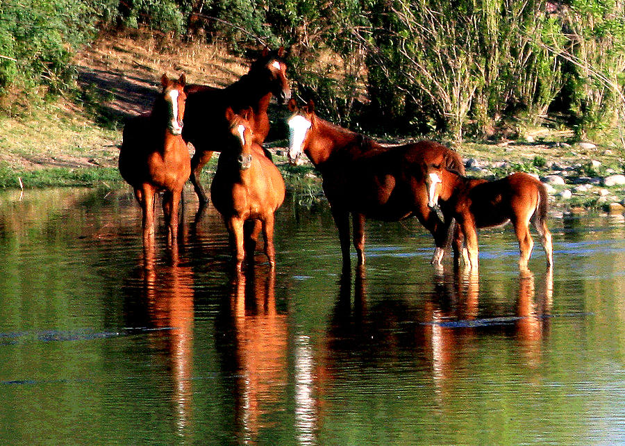 Arizona Wild Horses Photograph by Matalyn Gardner