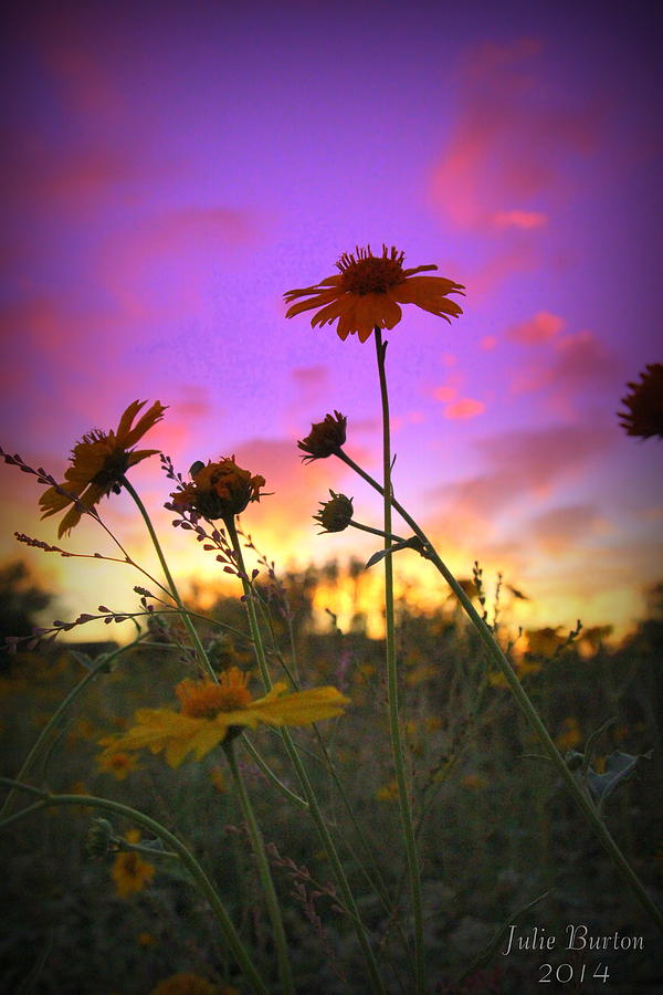 Arizona Wildflower Sunset Photograph by Julie Burton - Fine Art America