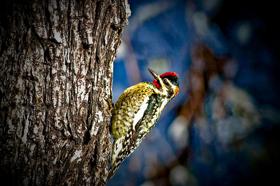Woodpecker Photograph - Arizona Wood Pecker by Dfiant Dsign