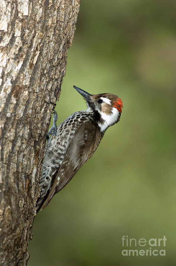 Arizona Woodpecker Photograph by Anthony Mercieca