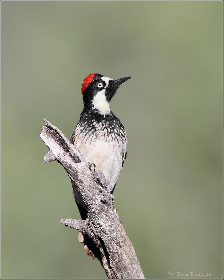 Arizona Woodpecker Photograph by Daniel Behm