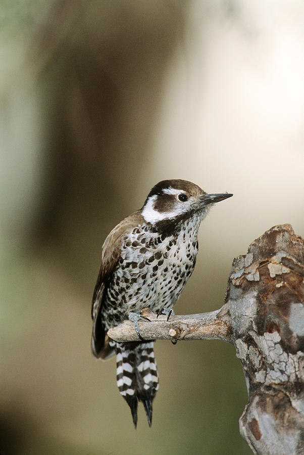 Arizona Woodpecker Photograph by Gerald C. Kelley