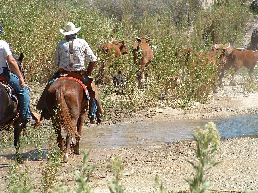 Horse Photograph - Arizona Working Ranch by Steffi Pilz