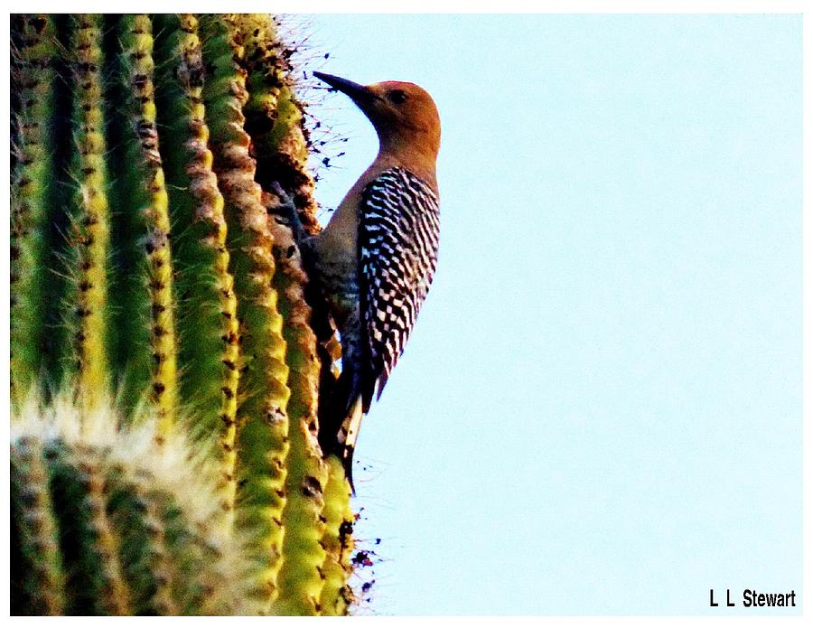 Arizonan Woodpecker Photograph by L L Stewart