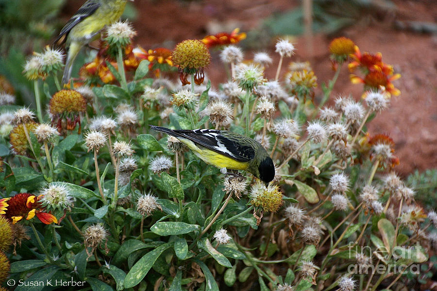 Arizonas Goldfinch Photograph by Susan Herber