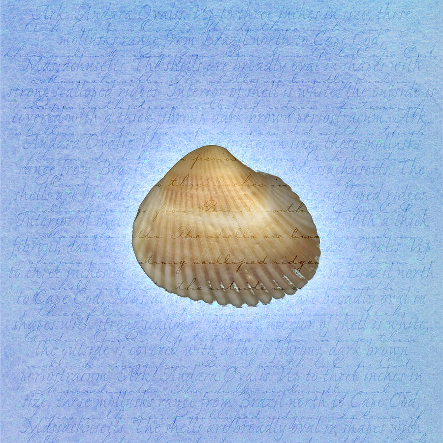 Ark Shell on Descriptive Background Drawing by Jeff Venier