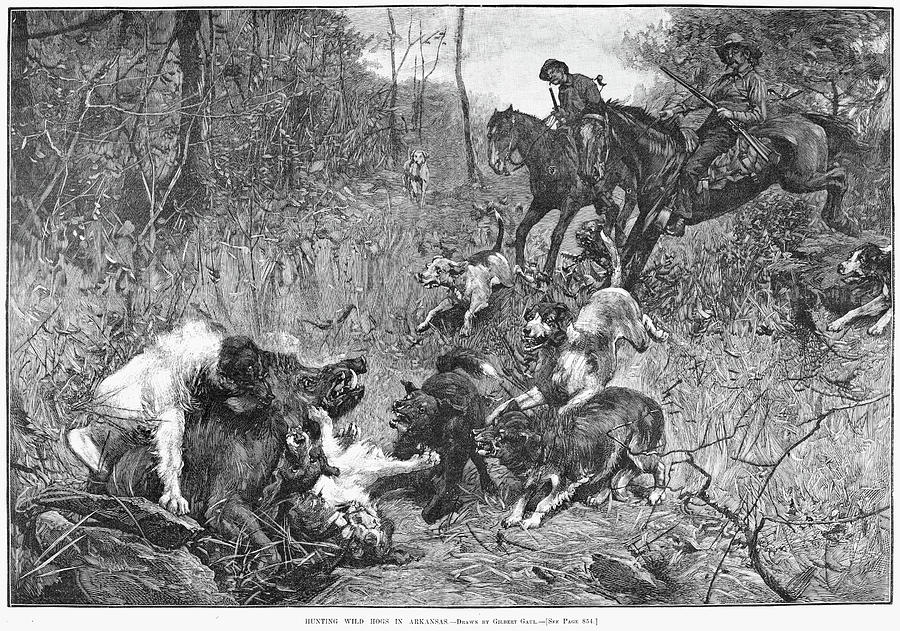 Arkansas Boar Hunt, 1887 Painting by Granger - Fine Art America