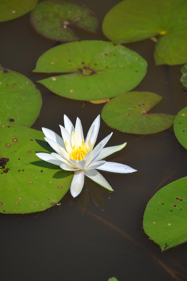 Arkansas Lily Photograph by Joe Bledsoe - Fine Art America