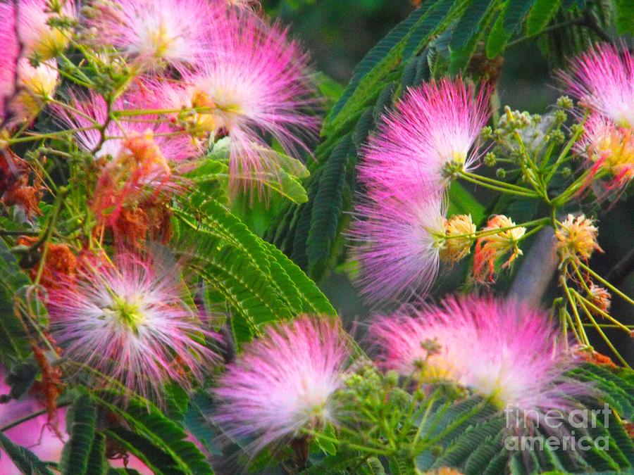 Flower Photograph - Arkansas Mimosa by Lisa Gifford