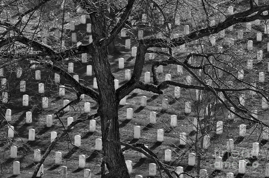 Arlington Cemetery With Tree Photograph