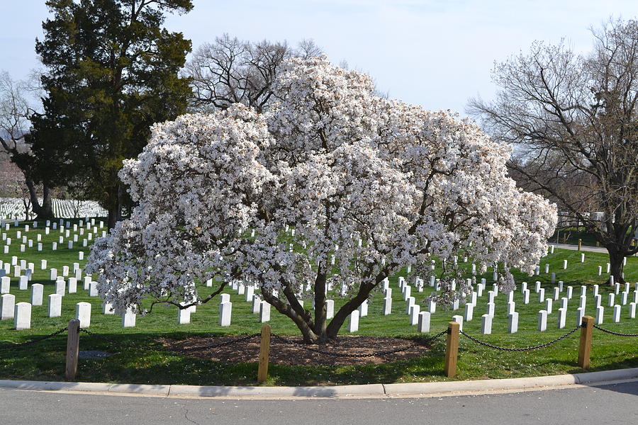 Arlington National Cemetery Photograph by George Bostian