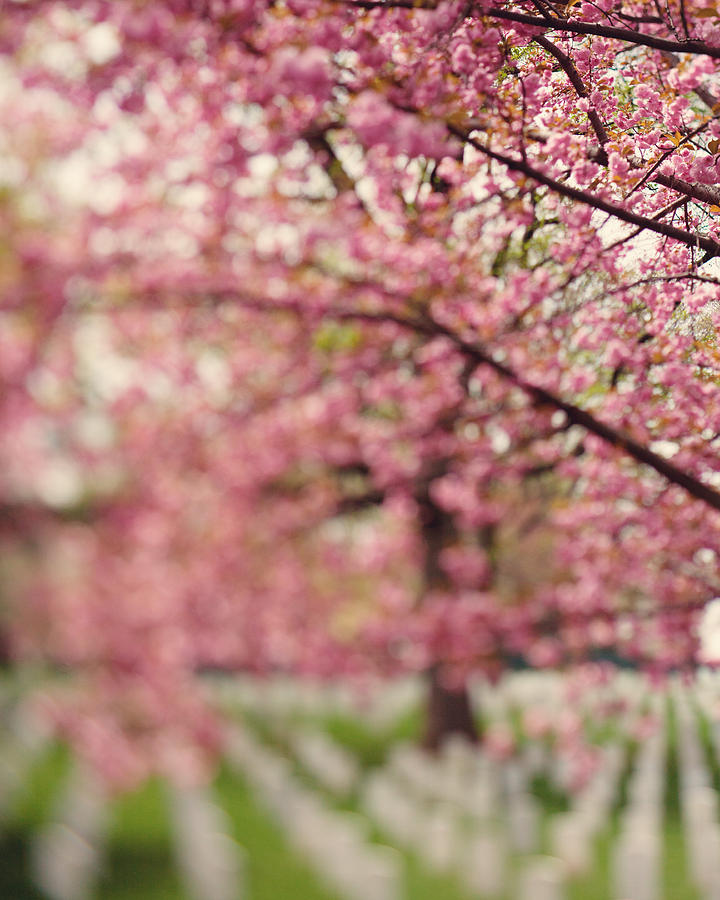 Spring Photograph - Arlington National Cemetery by Kim Fearheiley
