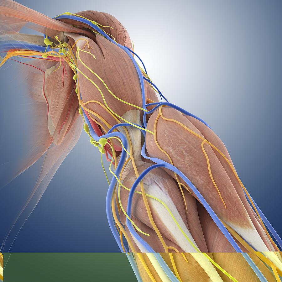 Arm anatomy, anatomical artwork Photograph by Science Photo Library ...