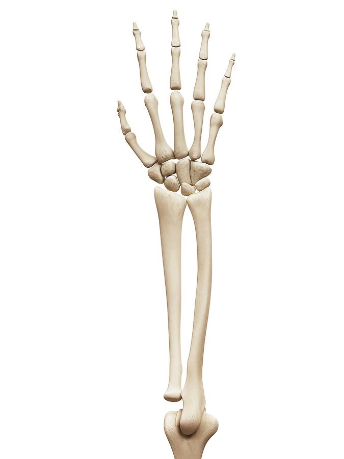 hand and arm bones