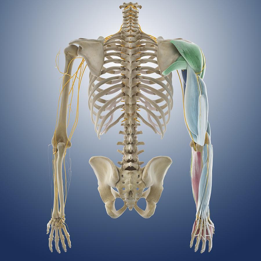 Human Body Photograph - Arm muscles, artwork by Science Photo Library