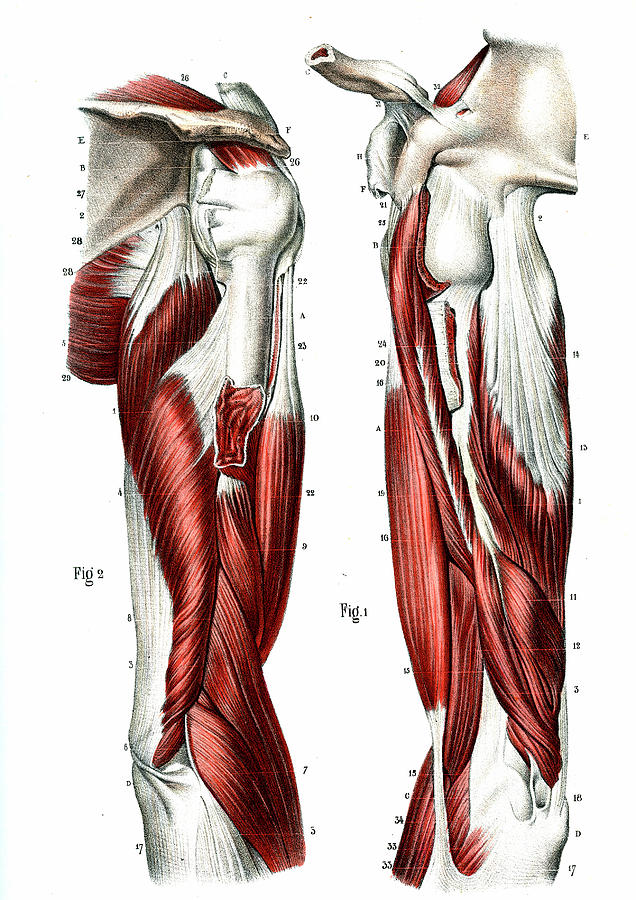 Arm Muscles Photograph by Collection Abecasis