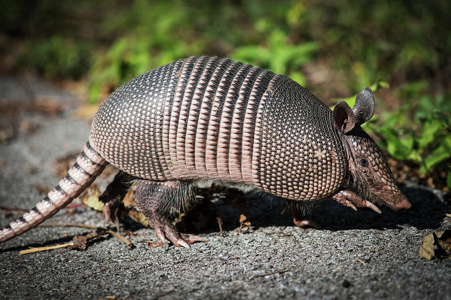 Armadillo Crosses The Trail Vian Photograph by Robert L. Potts - Fine ...