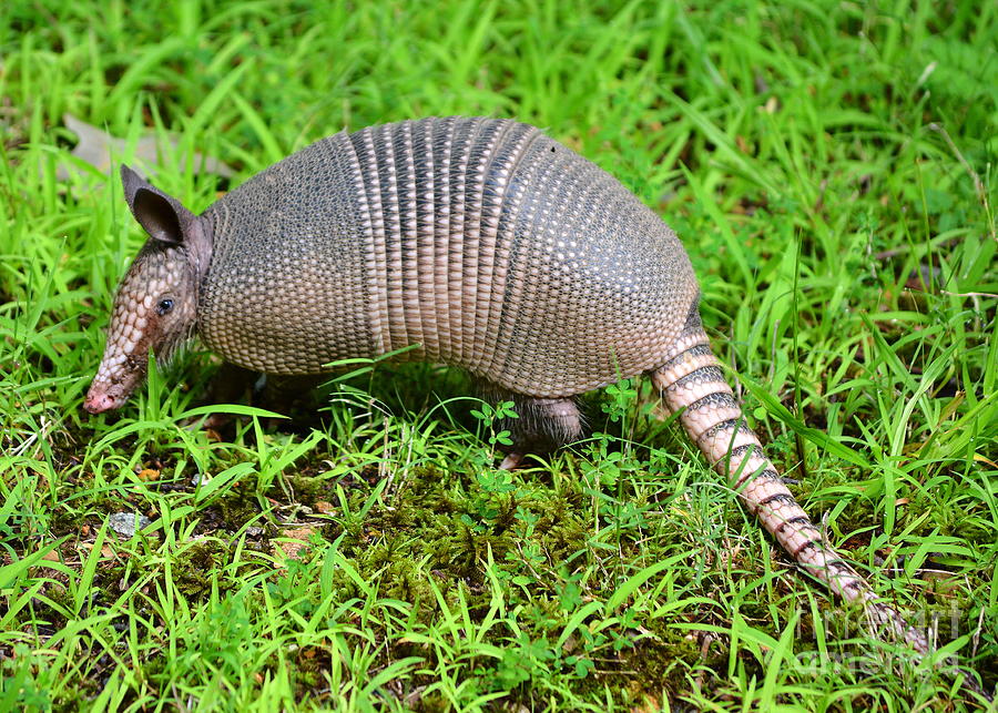 Armadillo Photograph by Kevin Pugh - Fine Art America