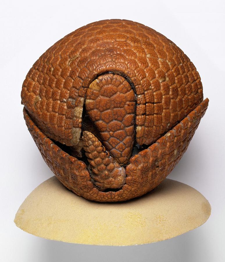 Armadillo Museum Display Photograph by Natural History Museum, London/science Photo Library