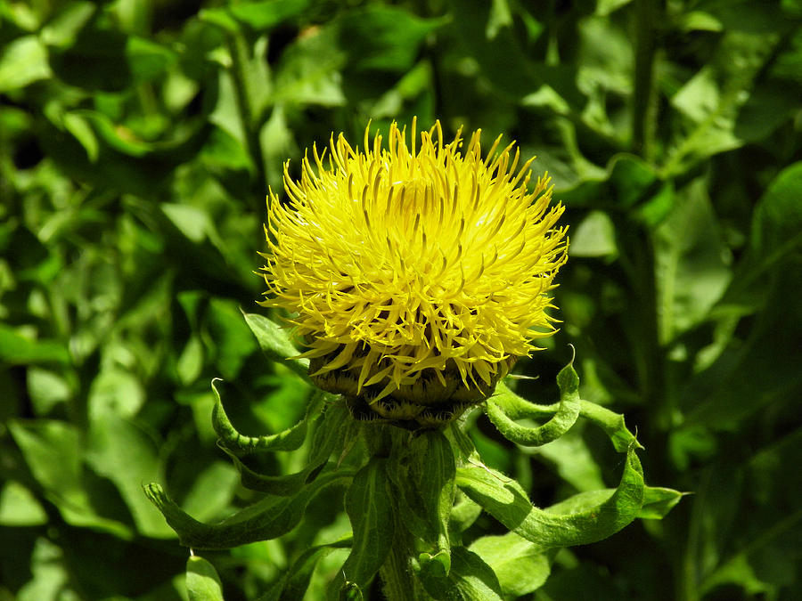 Armenian Basket Flower Photograph by Gene Cyr - Fine Art America