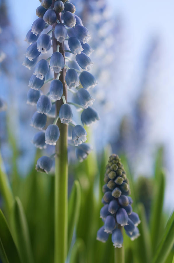 Armenian Grape Hyacinth Flowers Photograph by Arno Massee/science Photo Library