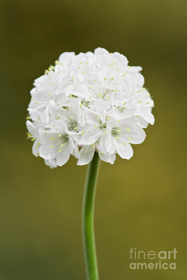Flowers Still Life Photograph - Armeria maritima Armada Early White by Geoff Kidd