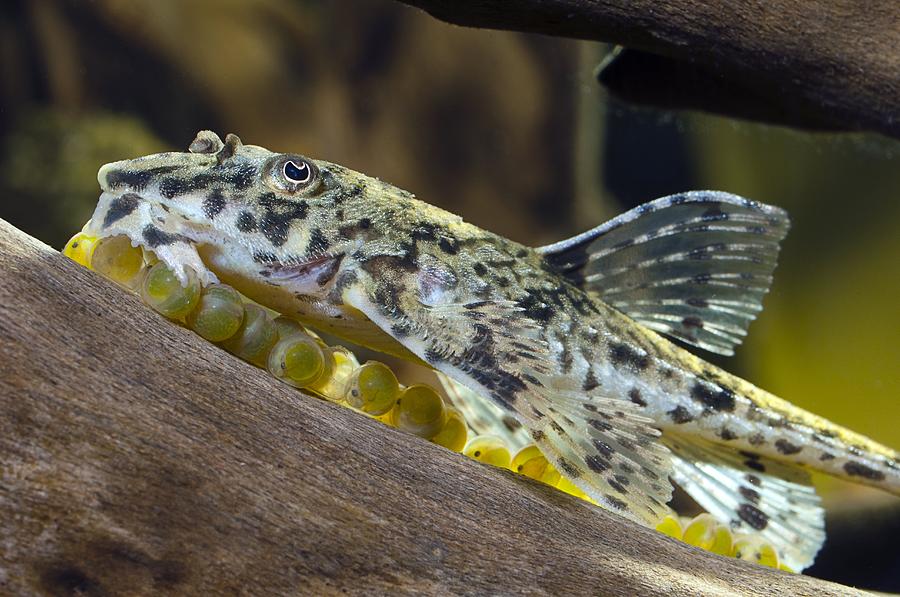 Armoured Catfish With Eggs Photograph By Science Photo Library