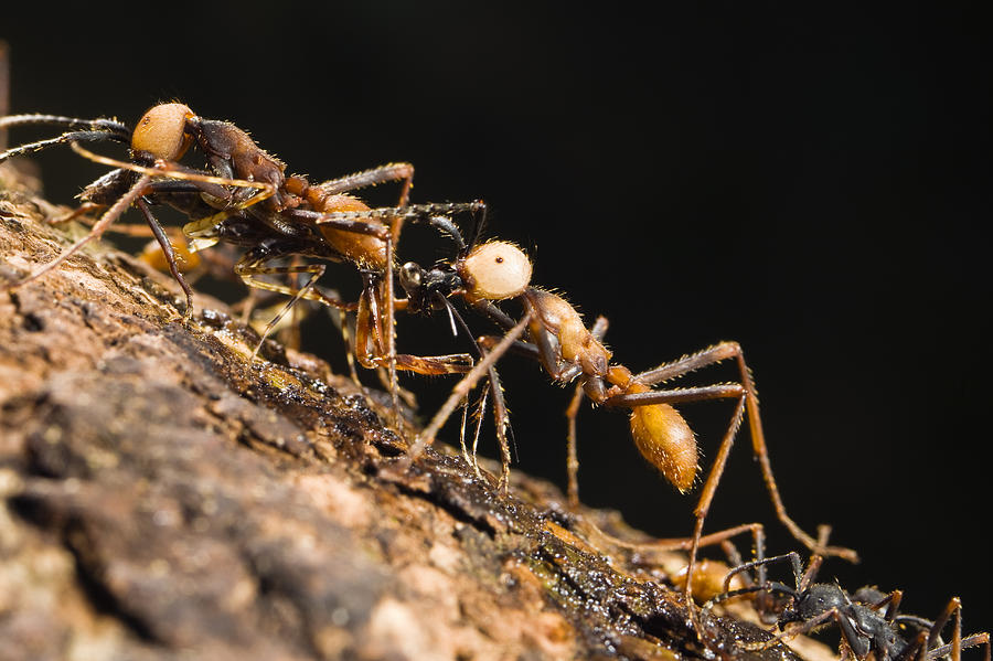 Army Ant Carrying Cricket La Selva Photograph by Konrad Wothe