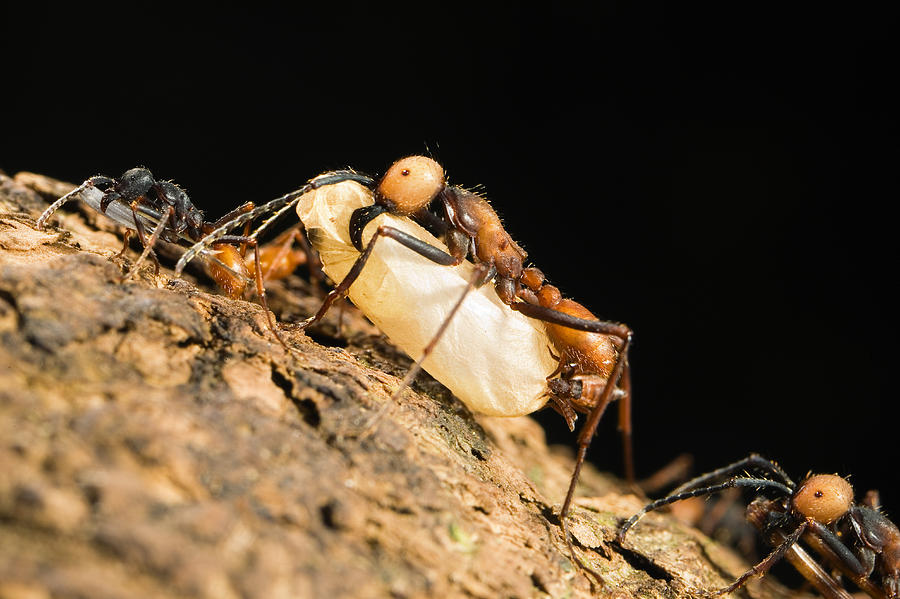 Army Ant Carrying Insect Pupa La Selva Photograph by Konrad Wothe
