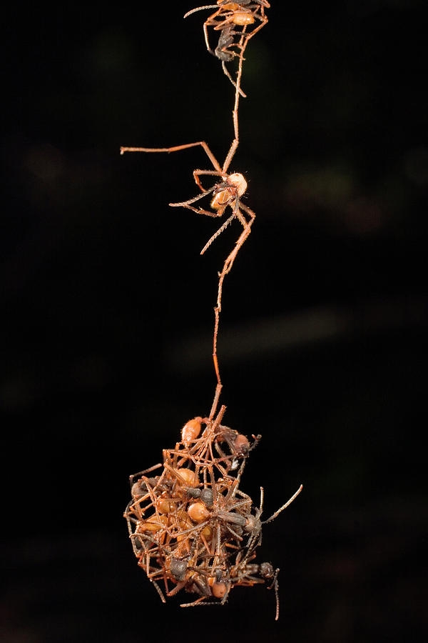 Army Ants Building Bivouac Photograph by Mark Moffett