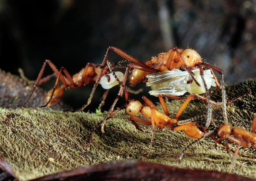 Army Ants Raiding Pupae Photograph by Sinclair Stammers/science Photo Library