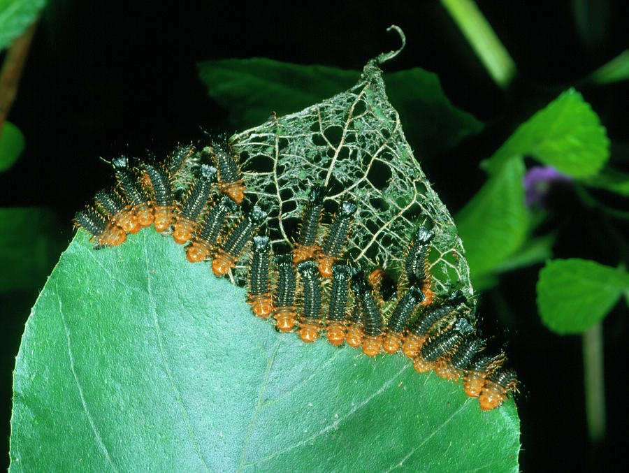 Army Of Leaf Beetle Lava by Dr Morley Read/science Photo Library