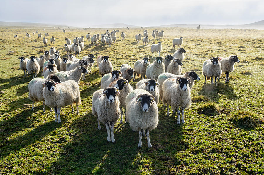 Army of sheep Photograph by Alexander W Helin
