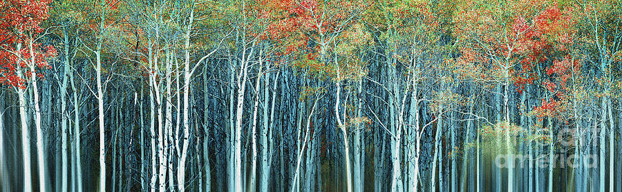 Army Of Trees Photograph