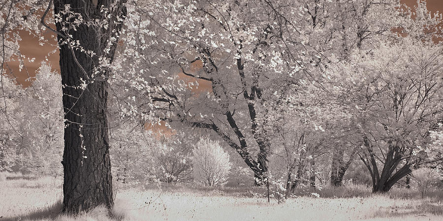 Arnold Arboretum in Infrared Photograph by Joann Vitali