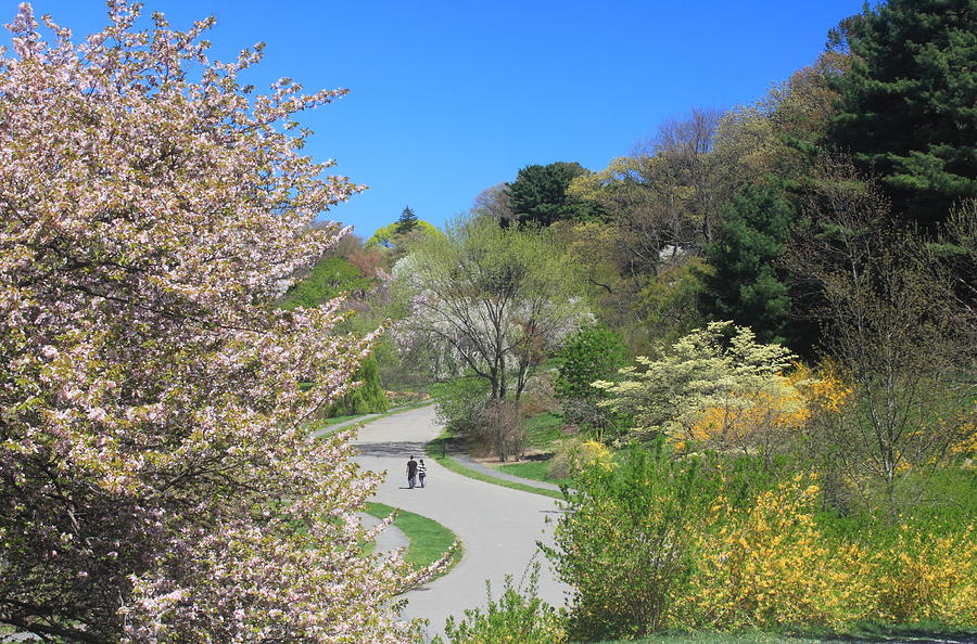 Boston Photograph - Arnold Arboretum in Spring by John Burk