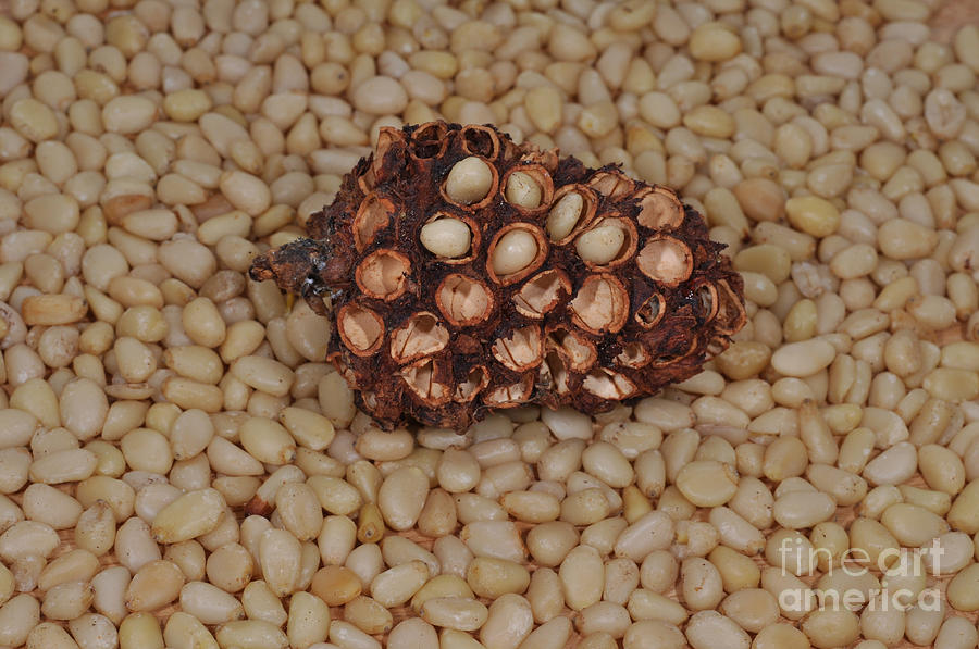 Pine Cone Photograph - Arolla Pine Cone And Seeds by Dr. Roland Spohn