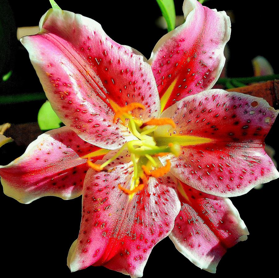Aromatic Lily Photograph by Antonia Citrino
