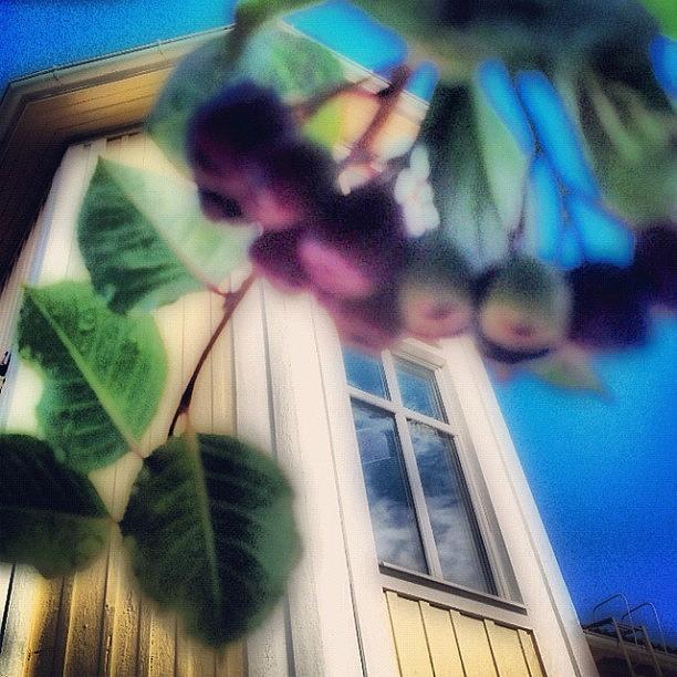 Good Photograph - #aronia #buske #trädgård #hus #hem by Carina Ro