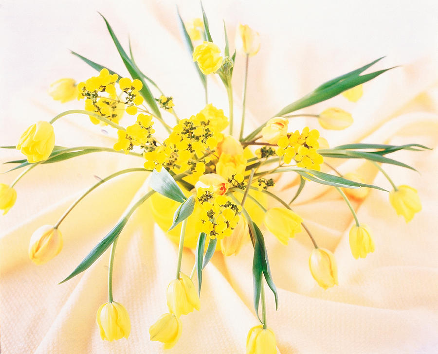 Nature Photograph - Arranged Yellow Flowers by Panoramic Images