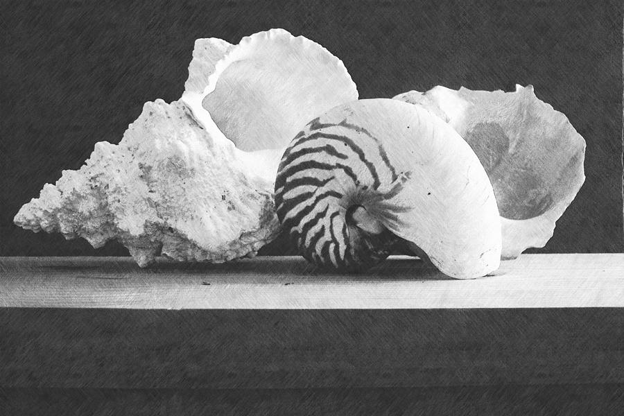 Arrangement Of Seashells Photograph by Frank Wilson