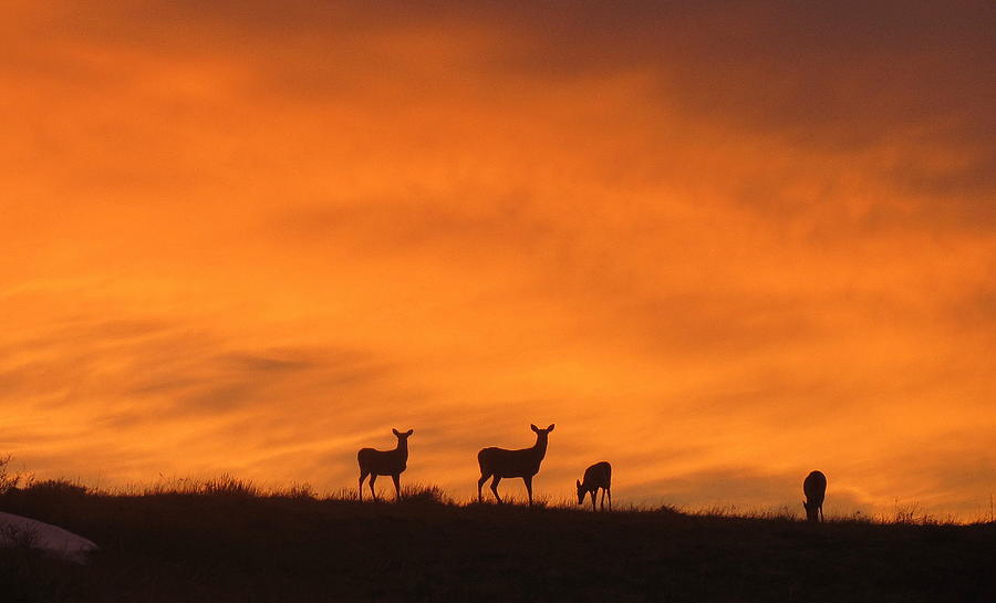 Deer Photograph - Sunset Silhouettes by Kelly A Wolfe