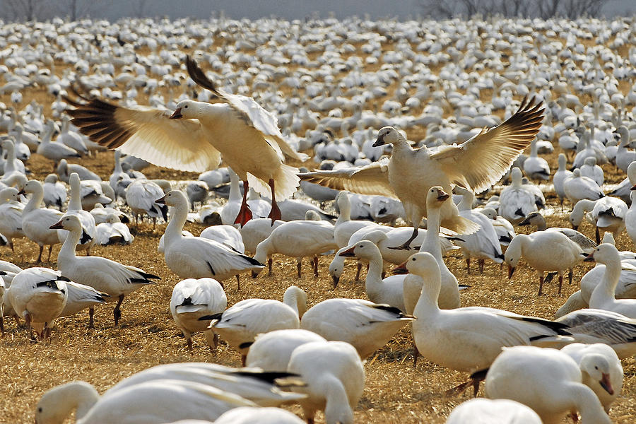 Arrival Of The Snow Geese Photograph by Dan Myers