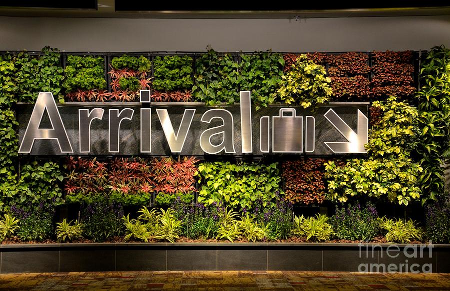 Arrival sign arrow and flowers at Singapore Changi airport Photograph by Imran Ahmed