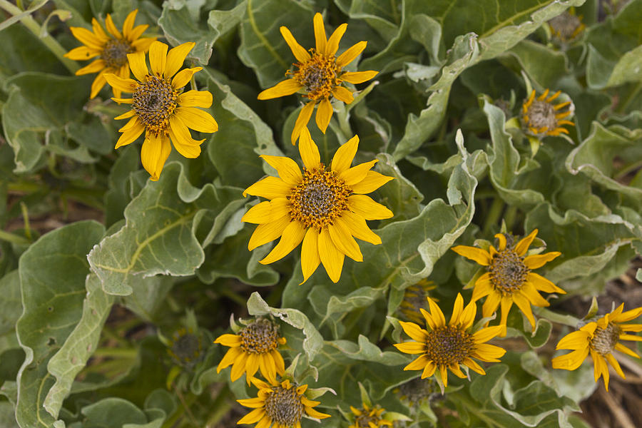 Arrow-leaved Balsamroot Photograph by Jack R Perry
