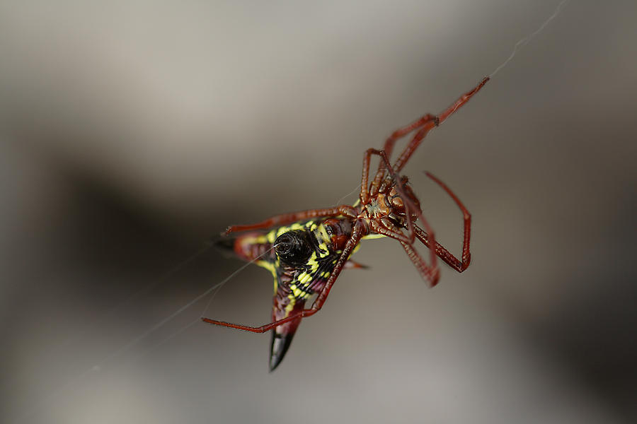 Arrow-Shaped Micrathena Spider Starting A Web Photograph by Daniel Reed