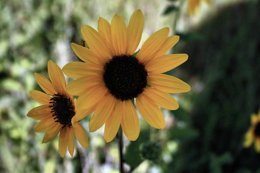 Arrowleaf Balsamroot Oregon Sunflower Photograph by Ray