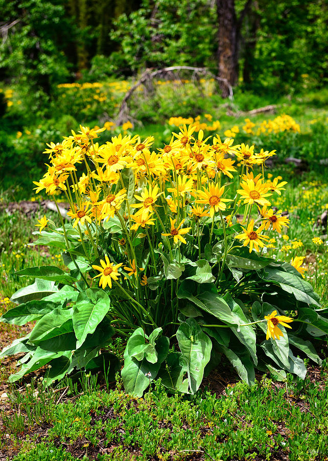 Grand Teton National Park Photograph - Arrowleaf Balsamroot Wildflowers by Greg Norrell