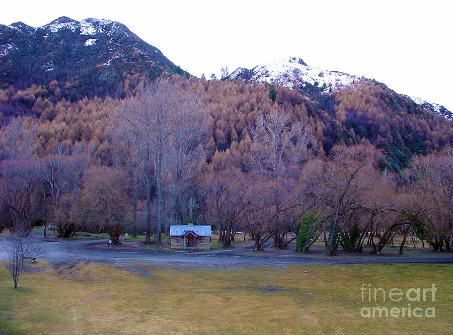 Tree Photograph - Arrowtown NZ by Gee Lyon