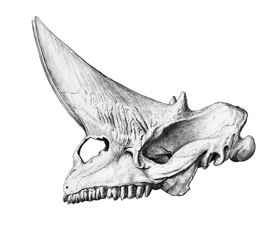 Arsinoitherium Skull Photograph by Michael Long/science Photo Library ...